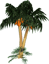 I love palm tree to