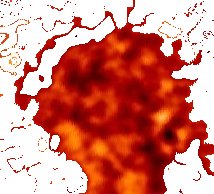 ..l'albero della conoscenza.. (Gn. 2, 9)