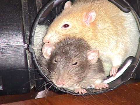Sleepy buddies