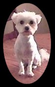 Hi..! I'm Tara Little Big Dog.. I won't bite ya..!