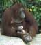 Thumbnails of Singapore Zoo