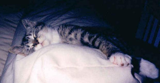 Picture of Mia