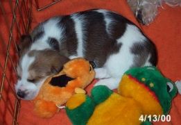 Bruiser and O'Man