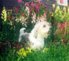 Monet and flowers