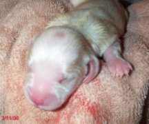 1st girl