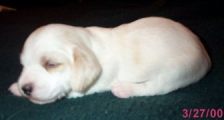 2nd boy