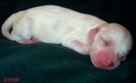 2nd boy
