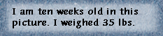 bullwinkle001.gif