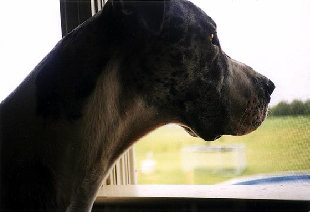 bullwinkle015.jpg