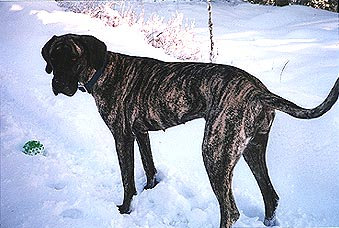 bullwinkle029.jpg