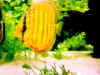 0044_small.jpg (2555 Byte)
