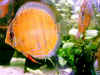 00073_small.jpg (2648 Byte)