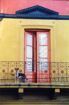 El mastn de La Boca
