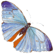 blue butterfly