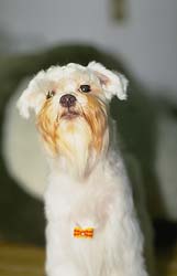 dog1