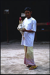 chicken