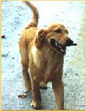 Golden fetching stick