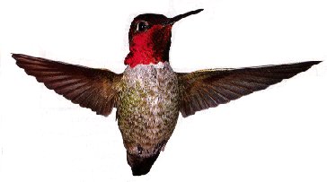 Anna's Male Hummber