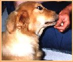 Golden trying to retrieve a treat