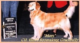 Ch.E.Boomalong Gracefully