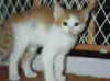 cat.skinny bones.jpg (2703 bytes)