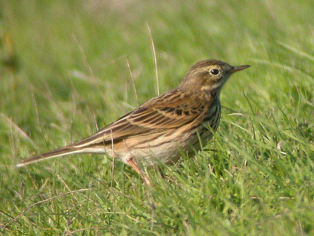 Anthus-campestris