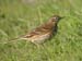 Anthus-campestris