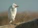 Bubulcus-ibis