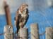 Buteo-buteo
