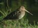 Gallinago-gallinago