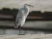 Hybrid-egretta