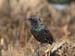 Sturnus-vulgaris