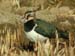 Vanellus