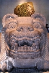 felino