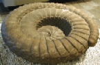 serpiente