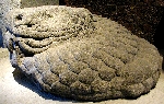 serpiente
