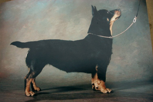 kennel Mongrel's