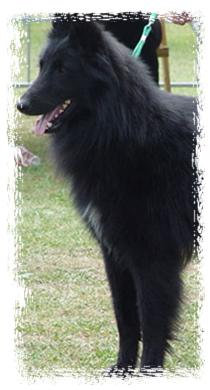 © Desirisnoir Belgianshepherds