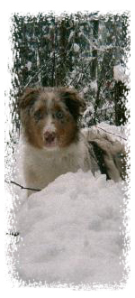 © After All Australianshepherds