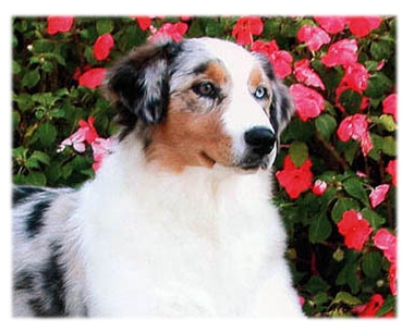 &copy; Ellen Brandenburg & Amy Garrison