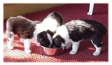 &copy; Lee & Tonya Levy