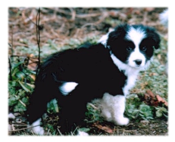 &copy; Bonnie Harris/Wildair