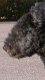 Natalin - pumi