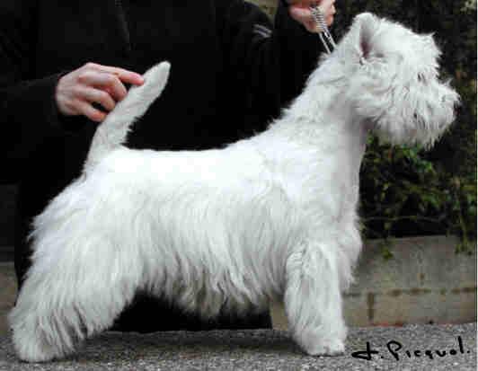 © F. Piquot
Kuvassa Ritzy Cracker Jack du Clan des Hamilton