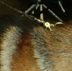 Spu. Carmosera's Carsey-Dieter