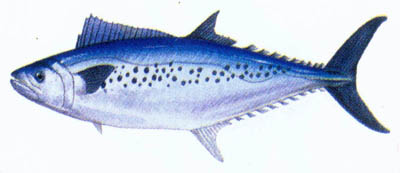 Australian Spotted Mackarel ***
