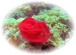 Mawar Laut
