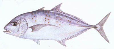 Gold Spotted Trevally ***