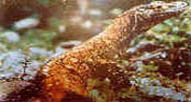 Varanus Riungensi / Mbou