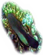 Ikan